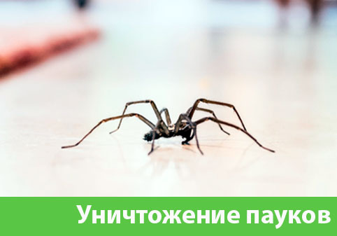 Избавиться от пауков в городе Омск
