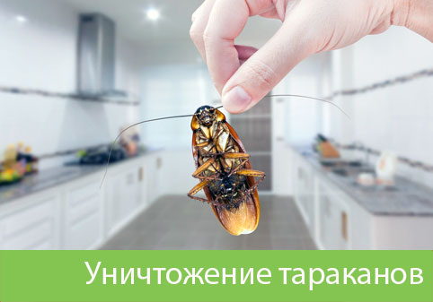Уничтожение тараканов в городе Омск