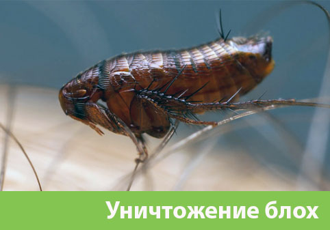 Уничтожение блох в городе Омск